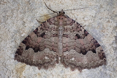 Triphosa dubitata