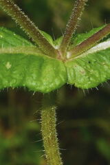 Sigesbeckia agrestis