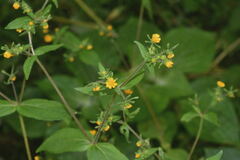 Sigesbeckia agrestis