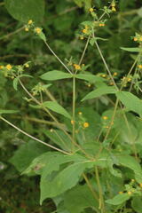 Sigesbeckia agrestis