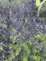 Lavandula