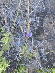 Lavandula