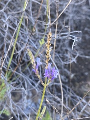 Lavandula