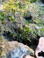 Ptychostomum moravicum