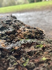 Xylaria hypoxylon