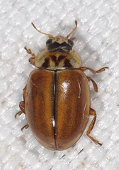 Aphidecta obliterata