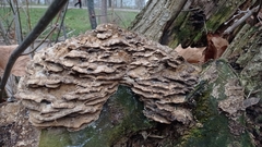 Fungi