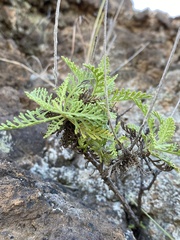 Lavandula