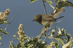 Prinia maculosa maculosa