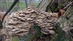 Fungi