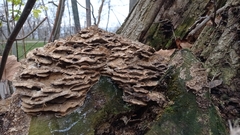 Fungi