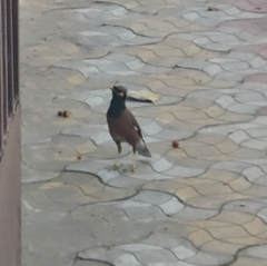 Acridotheres tristis