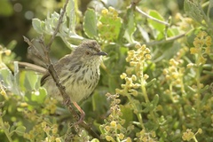 Prinia maculosa maculosa