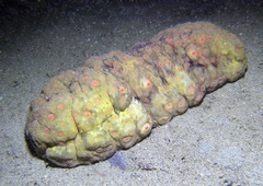 Stichopus