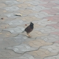 Acridotheres tristis