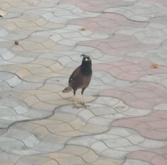 Acridotheres tristis