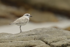 Charadrius marginatus