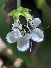 Hypselonotus linea