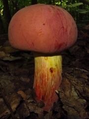 Boletus sensibilis