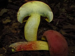 Boletus sensibilis