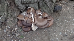 Pleurotus ostreatus