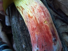 Boletus sensibilis