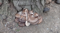 Pleurotus ostreatus
