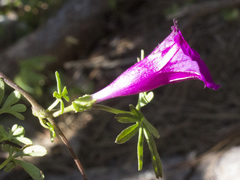 Ipomoea plummerae