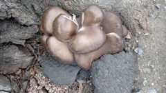 Pleurotus ostreatus