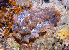 Stichopus