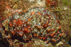 Stichopus