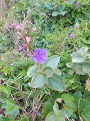 Pleroma heteromallum