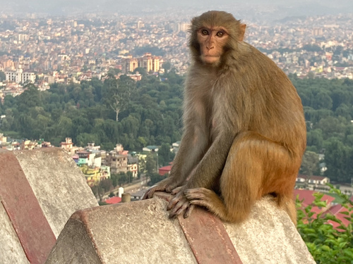 Rhesus Macaque