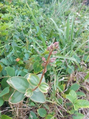 Pleroma heteromallum