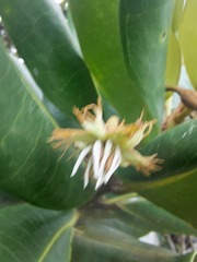 Angiospermae