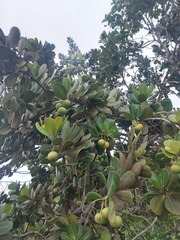 Angiospermae