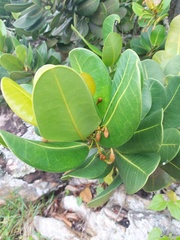 Angiospermae