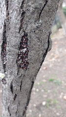 Oxycarenus lavaterae