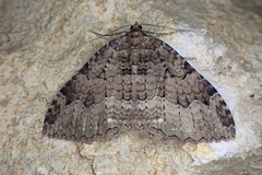 Triphosa dubitata