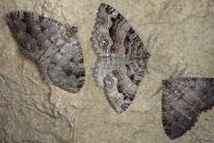 Triphosa dubitata