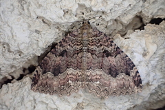 Triphosa dubitata