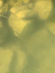 Micropterus floridanus