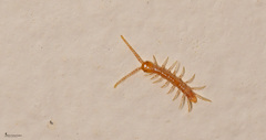 Eupolybothrus litoralis