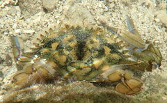 Callinectes marginatus