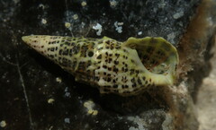 Cerithium litteratum