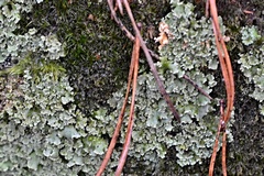 Cladonia digitata