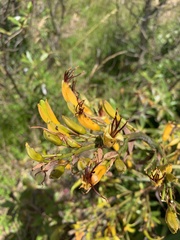 Phormium
