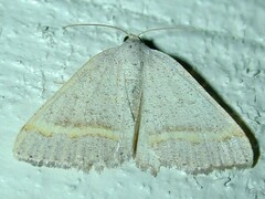Macaria guenearia