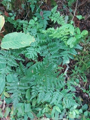 Polypodiopsida