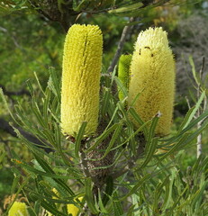 Banksia attenuata